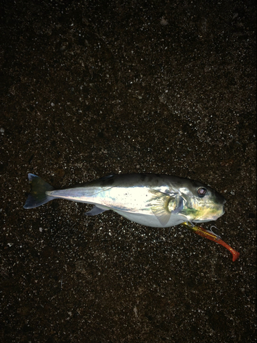 フグの釣果