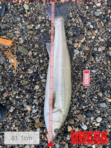 シーバスの釣果