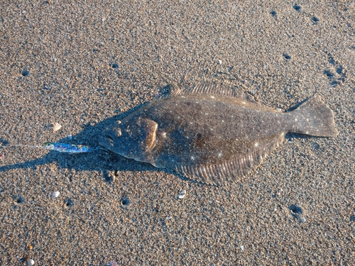 ヒラメの釣果