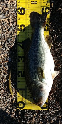 ブラックバスの釣果