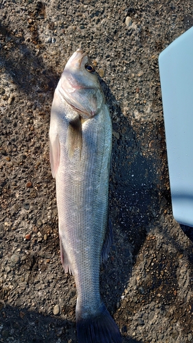 セイゴ（マルスズキ）の釣果