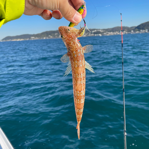 ホシノエソの釣果