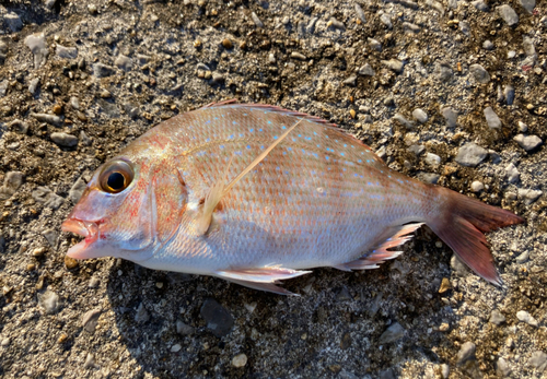 マダイの釣果