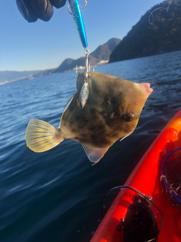 カワハギの釣果