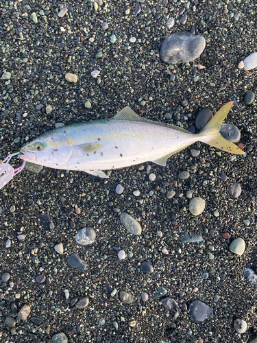 イナダの釣果