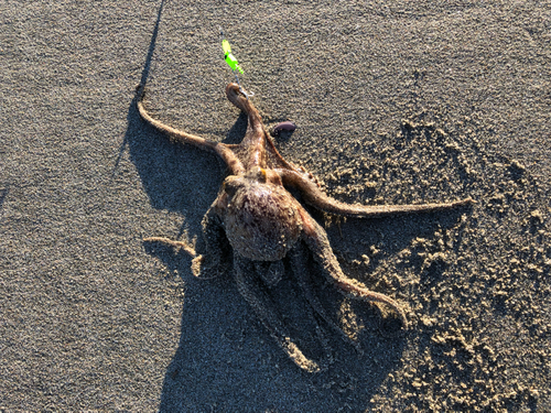 タコの釣果