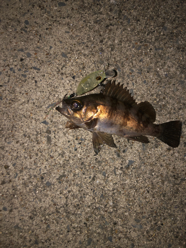 メバルの釣果