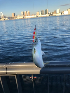 マサバの釣果