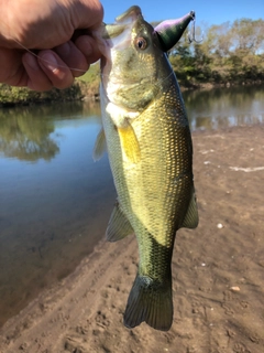 ラージマウスバスの釣果