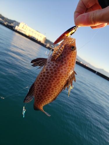 オオモンハタの釣果