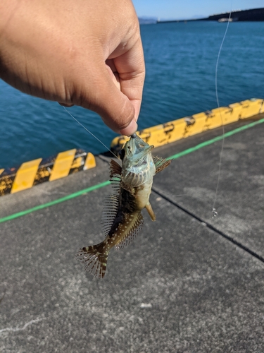 アナハゼの釣果