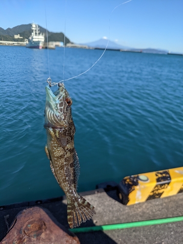 アナハゼの釣果