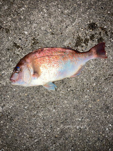 タイの釣果