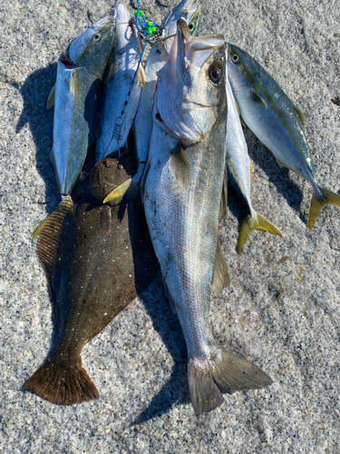 ヒラメの釣果