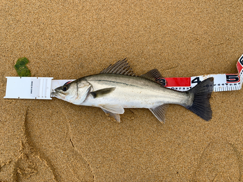 セイゴ（タイリクスズキ）の釣果