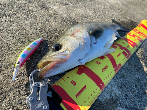 シーバスの釣果