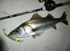 シーバスの釣果