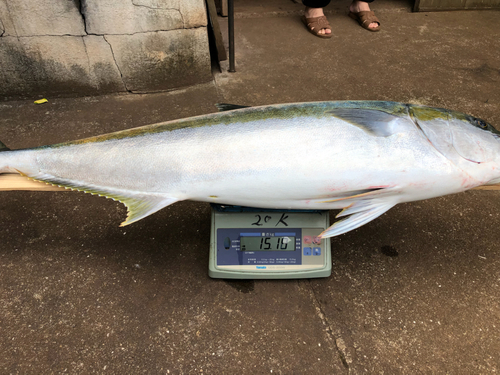 ヒラマサの釣果