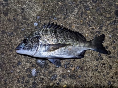 クロダイの釣果