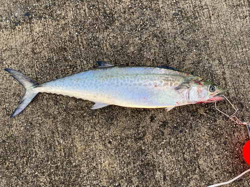 サゴシの釣果