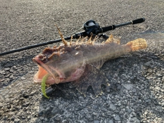 トウベツカジカの釣果