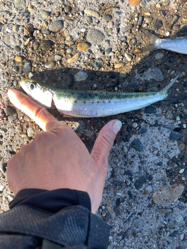 マイワシの釣果