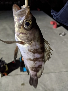 メバルの釣果