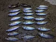 アジの釣果