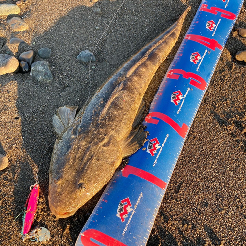 マゴチの釣果