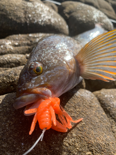 アイナメの釣果