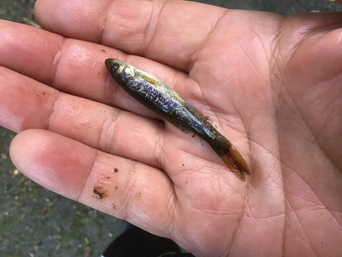 アブラハヤの釣果