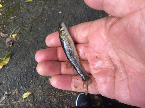 アブラハヤの釣果