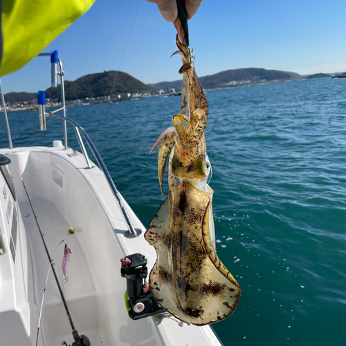 アオリイカの釣果