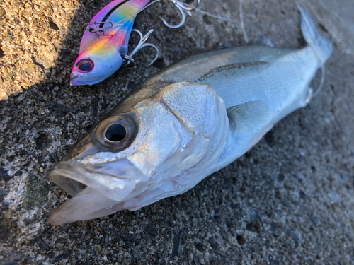 セイゴ（マルスズキ）の釣果