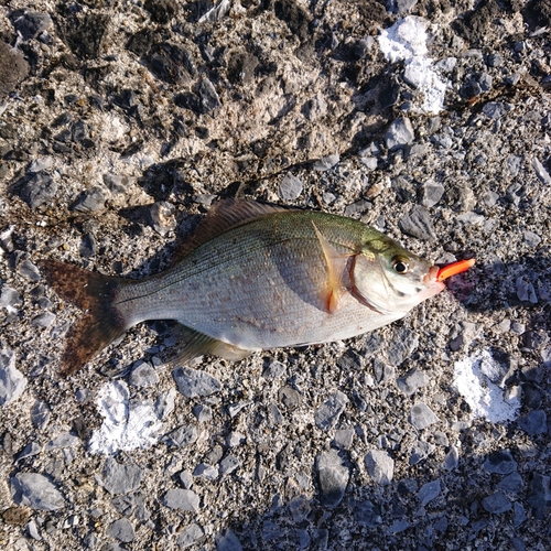 ウミタナゴの釣果