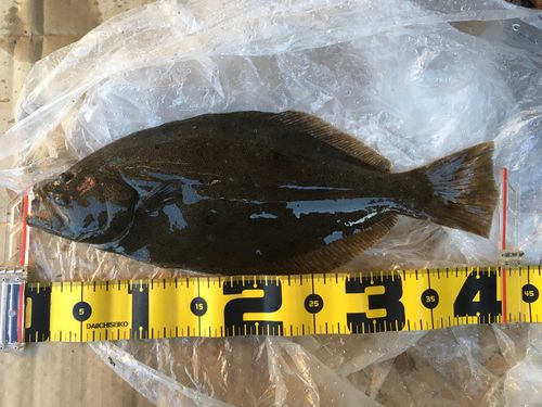 ヒラメの釣果