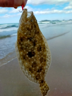 ソゲの釣果