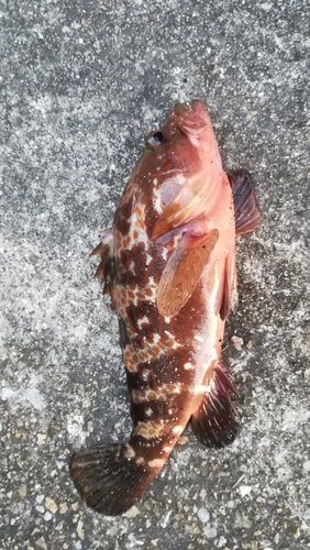 アコウの釣果