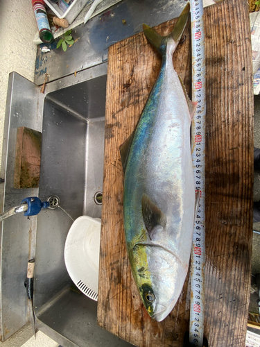 ハマチの釣果