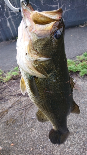 ラージマウスバスの釣果