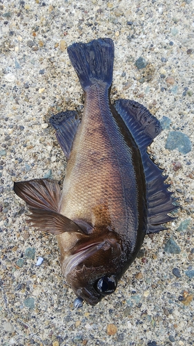 メバルの釣果