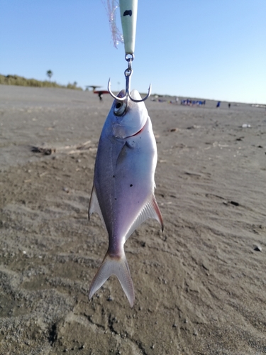 キスの釣果