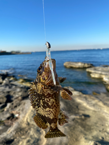 ガシラの釣果