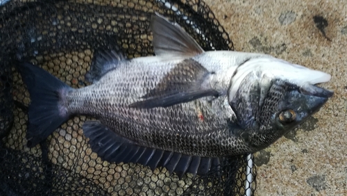 チヌの釣果