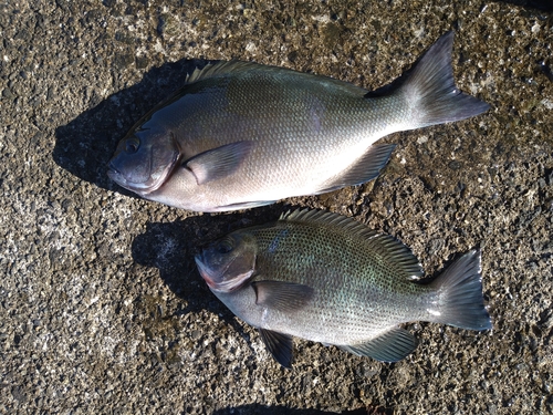 メジナの釣果