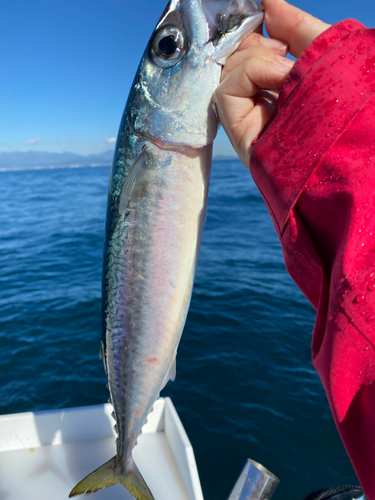 サバの釣果