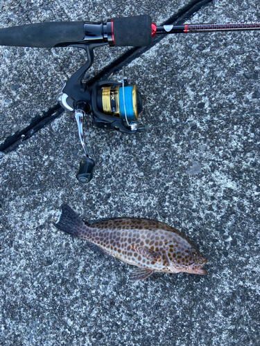 オオモンハタの釣果