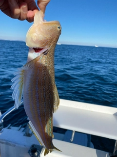 オキエソの釣果