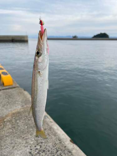 アカカマスの釣果