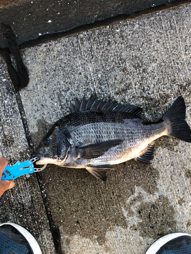 クロダイの釣果